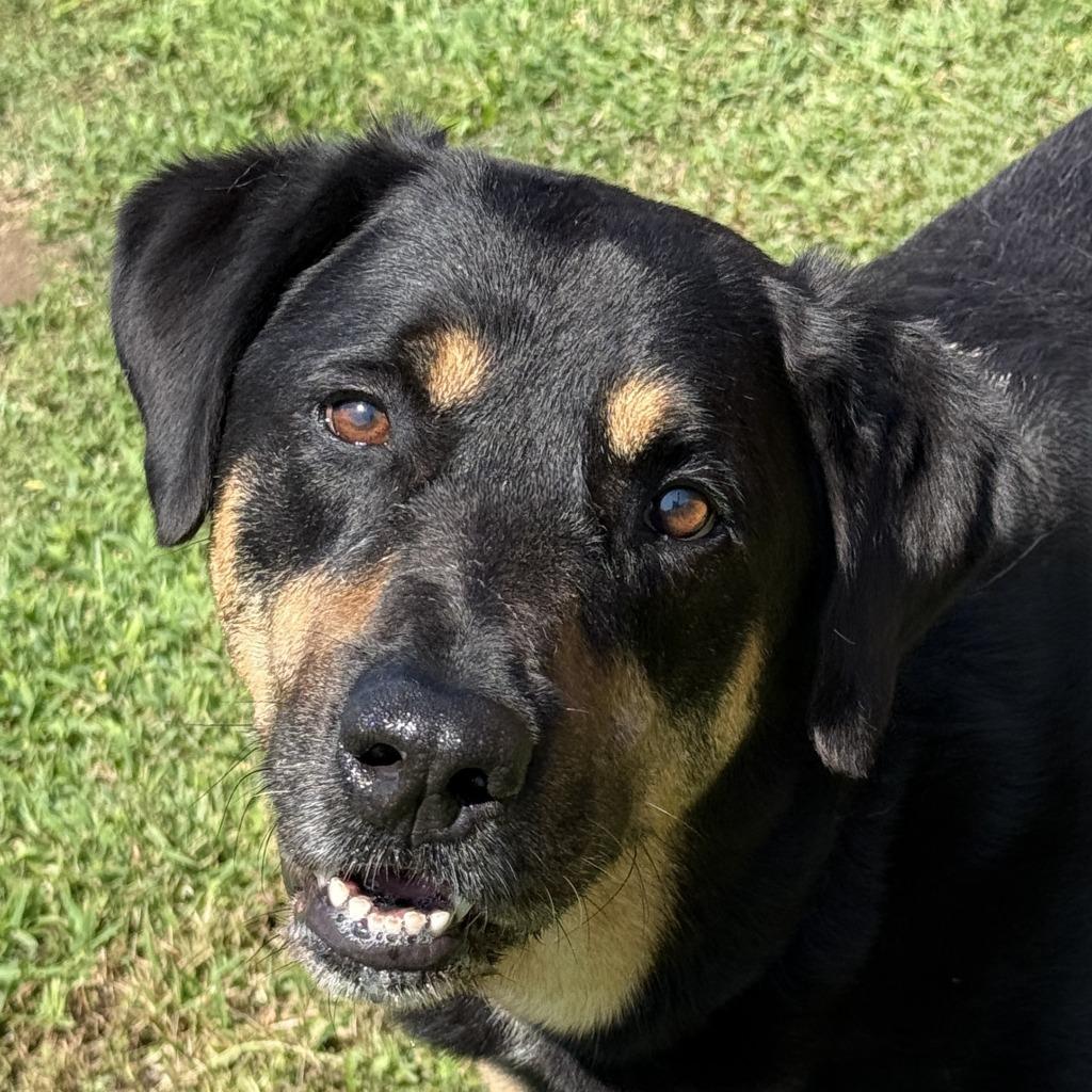 Boo, a Adoptable mixed breed in Brenham, TX image 1/6
