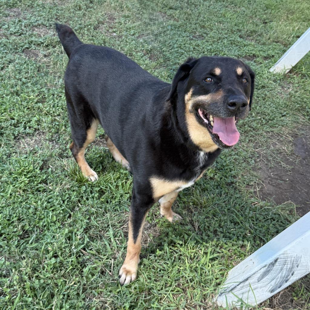 Boo, a Adoptable mixed breed in Brenham, TX image 4/6