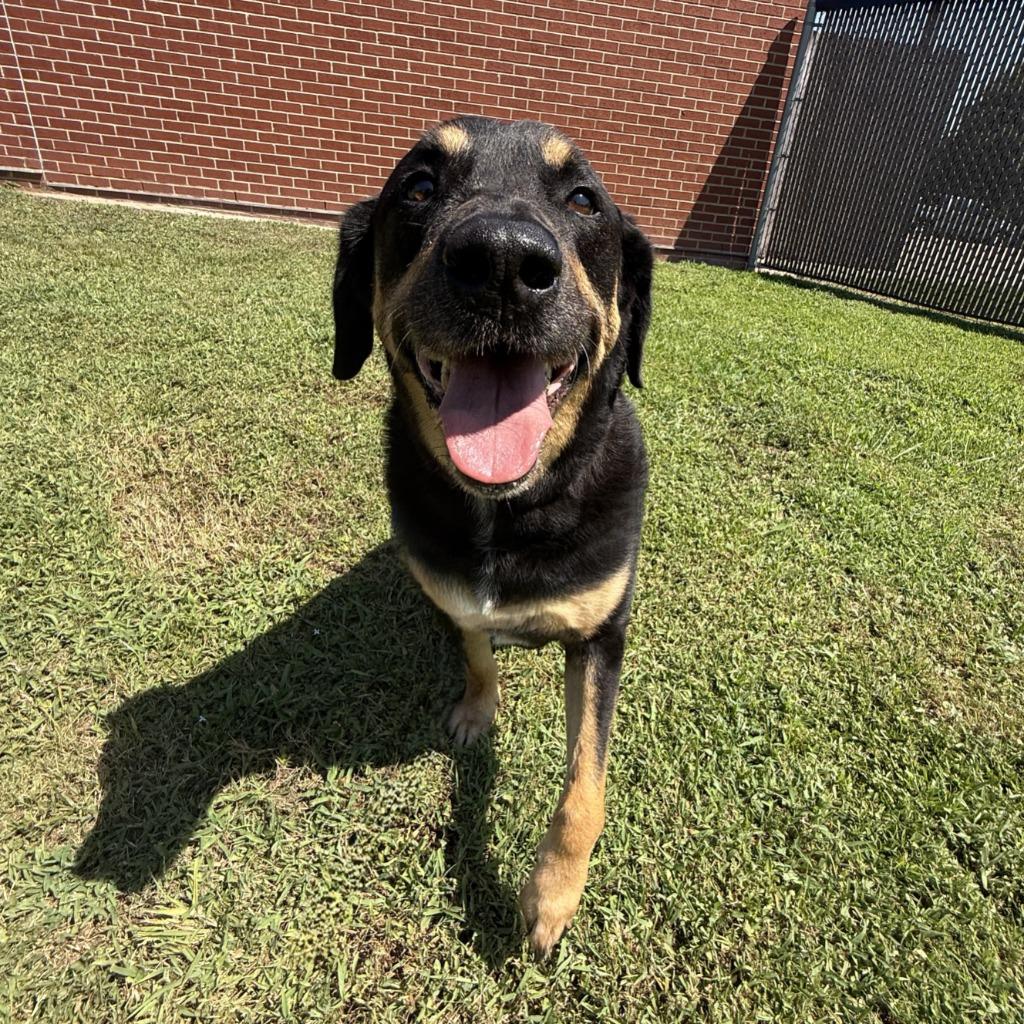 Boo, a Adoptable mixed breed in Brenham, TX image 5/6