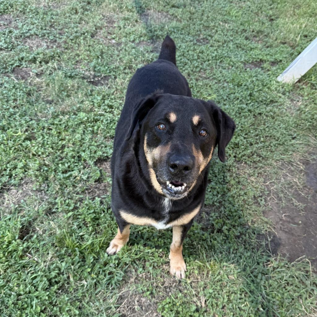 Boo, a Adoptable mixed breed in Brenham, TX image 6/6