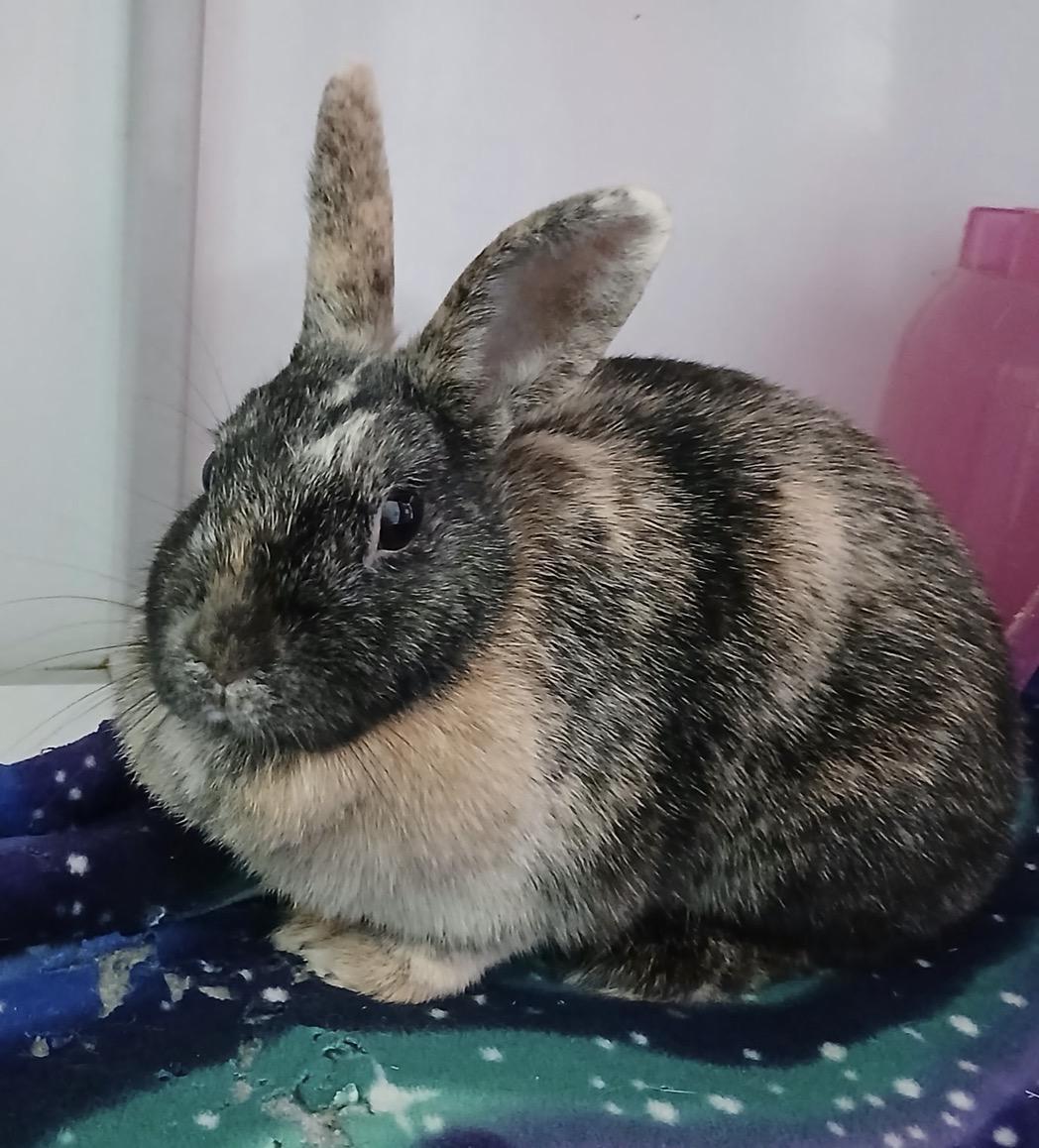 Gooseberry, ADOPTABLE, Young Female Dwarf.