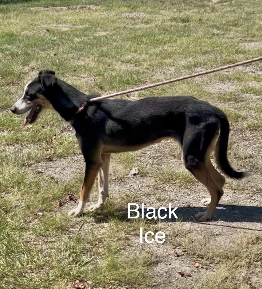 Enlarge Black Ice, a Adoptable Husky in Manchester, CT image 2/2