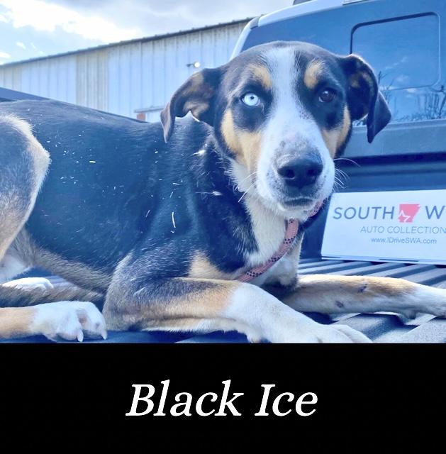 Enlarge Black Ice, a Adoptable mixed breed in Manchester, CT image 1/1