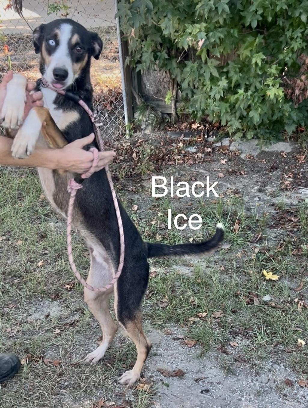 Black Ice, Adoptable, Adult Male Husky.