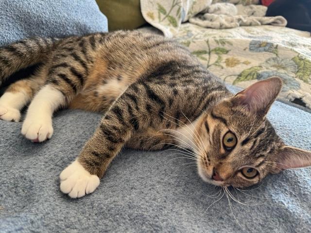 Enlarge Danny Girl and her Tummy Loves, an adoptable mixed breed in Eagle Point, OR image 4/6