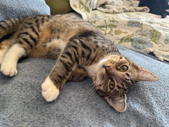 Enlarge Danny Girl and her Tummy Loves, an adoptable mixed breed in Eagle Point, OR image 3/6