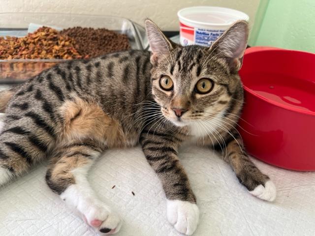 Enlarge Danny Girl and her Tummy Loves, an adoptable mixed breed in Eagle Point, OR image 2/6