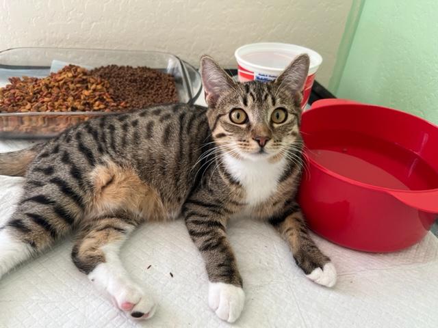 Danny Girl and her Tummy Loves, adoptable, Kitten Female Domestic Short Hair & Tabby.