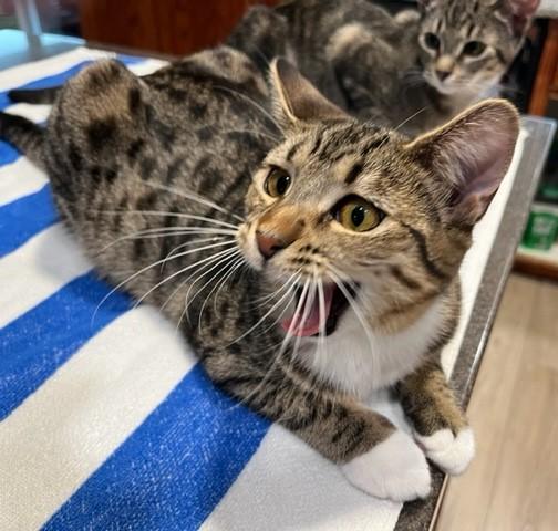 Enlarge Danny Girl and her Tummy Loves, an adoptable mixed breed in Eagle Point, OR image 6/6