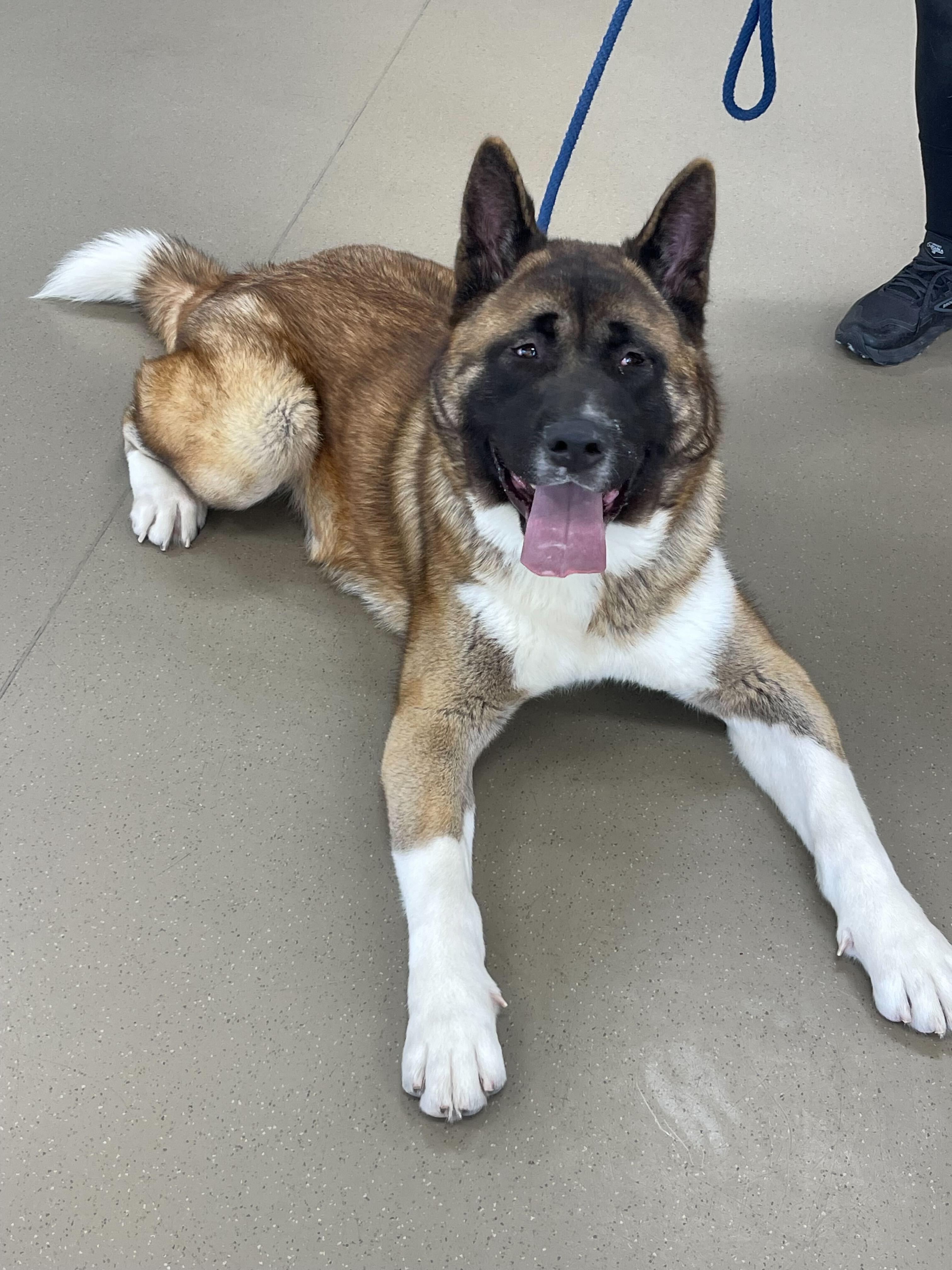 Duffy, ADOPTABLE, Young Male Akita.