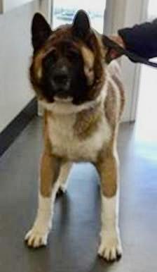 Enlarge Duffy, a ADOPTABLE Akita in San Francisco, CA image 2/2