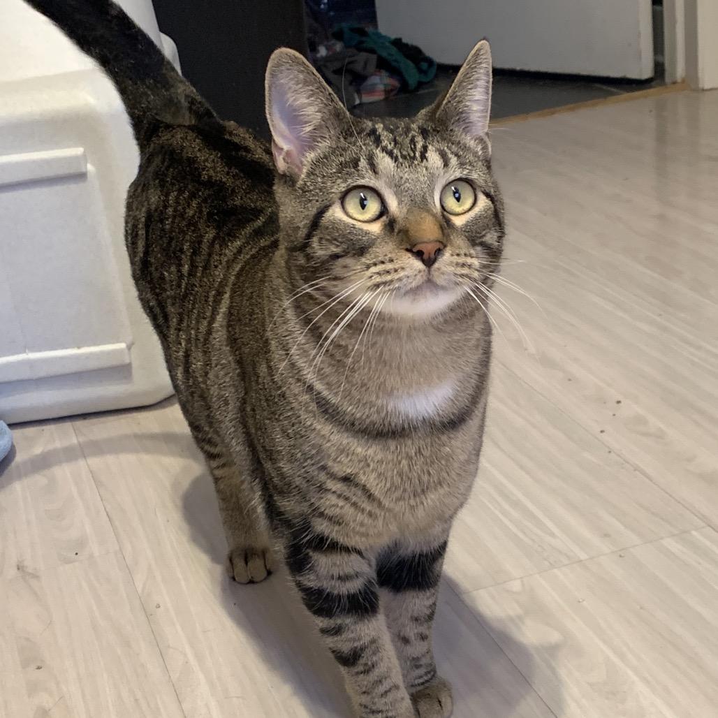 Enlarge Daffy Duck 55371, a Adoptable Domestic Short Hair in Eaton Rapids, MI image 1/4