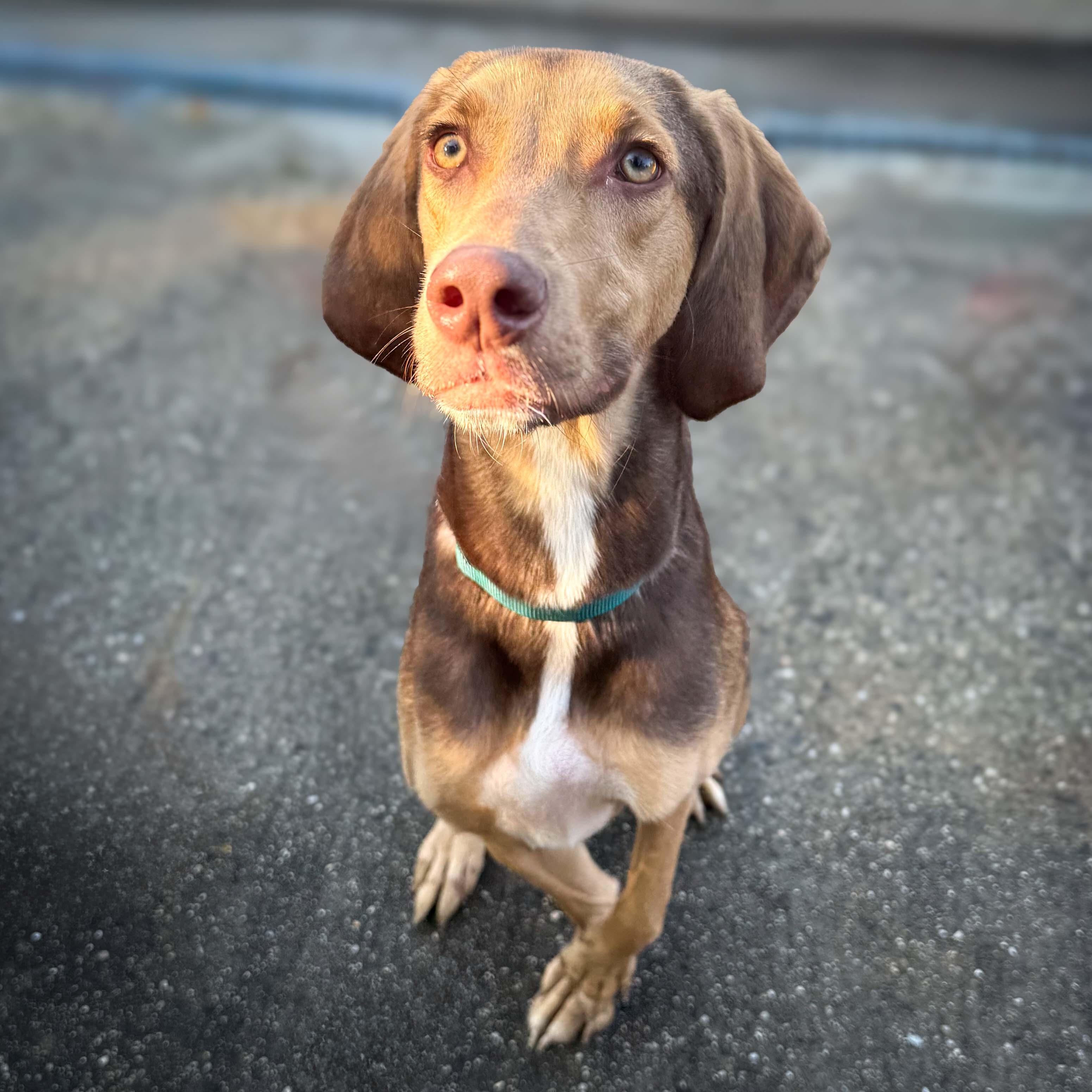 Wolfy - 1528, a Adoptable mixed breed in Lindenhurst, NY image 3/3