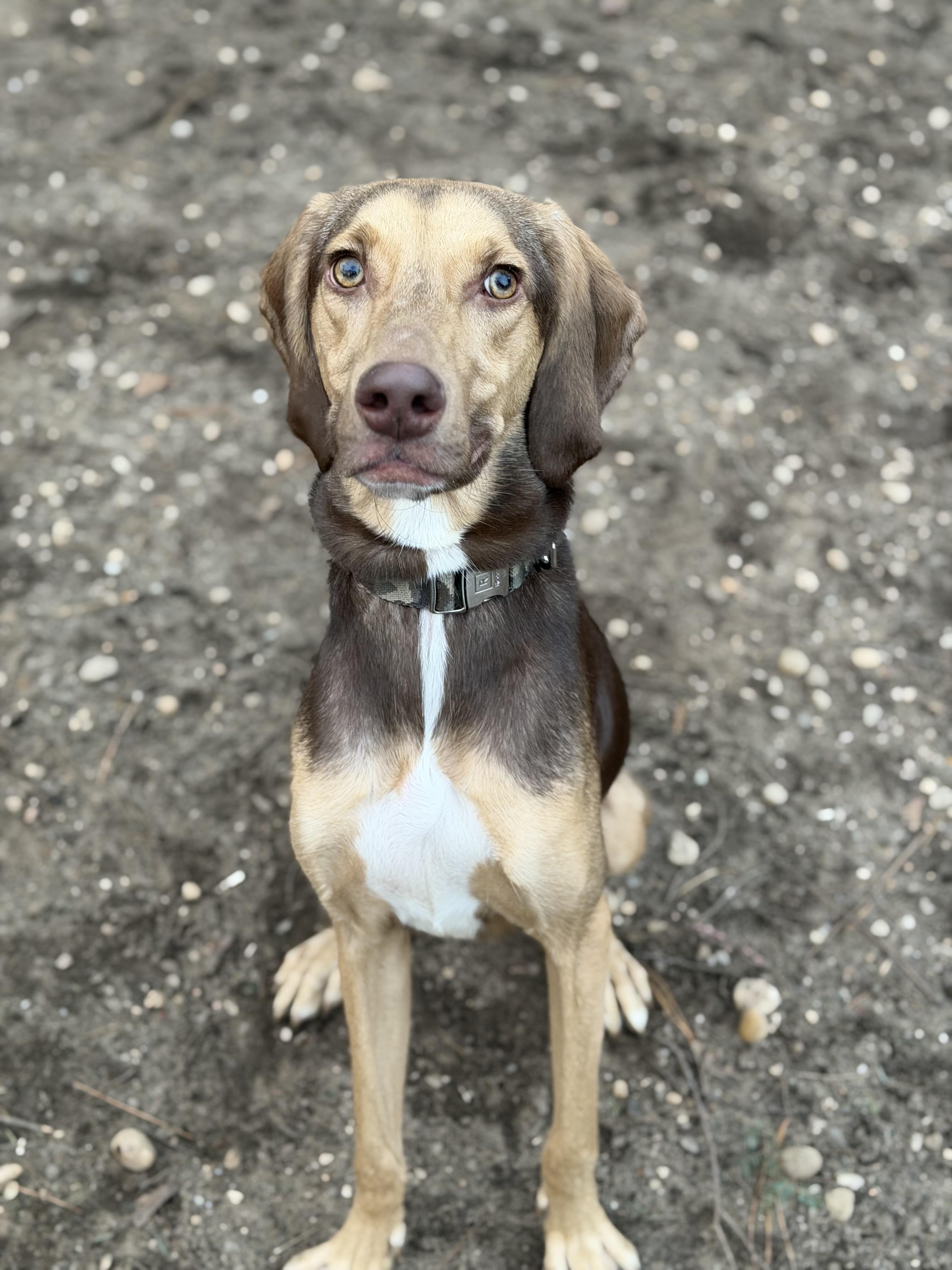 Wolfy - 1528, Adoptable, Young Male Weimaraner & Hound.