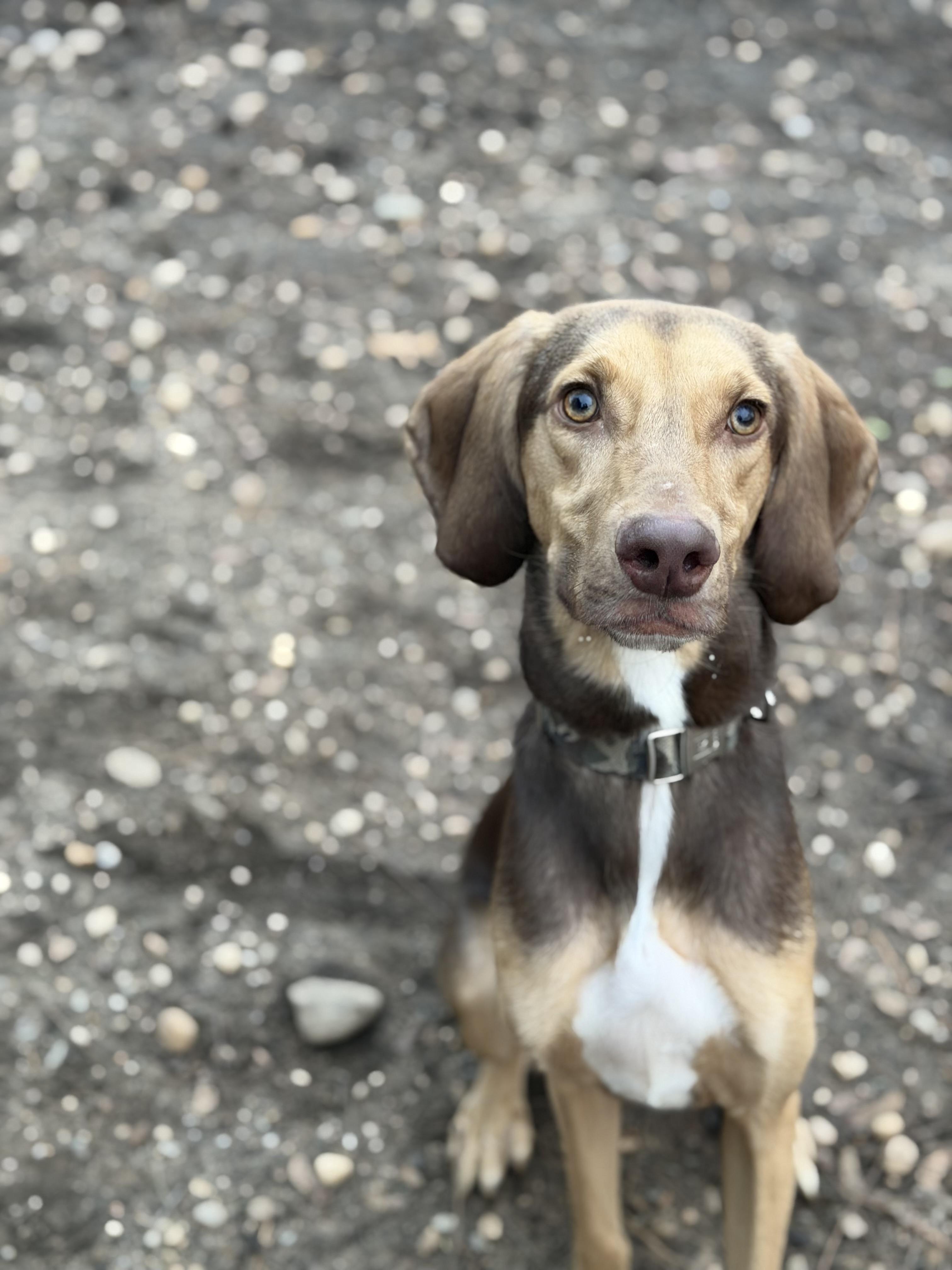 Wolfy - 1528, Adoptable, Young Male Weimaraner & Hound.