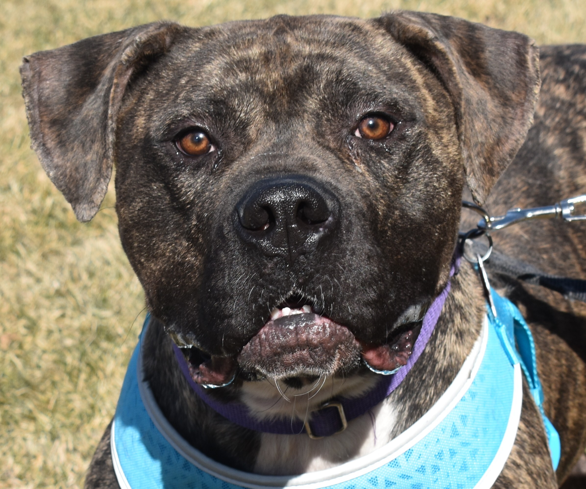 Riggs, a Adoptable mixed breed in Lindstrom , MN image 1/12