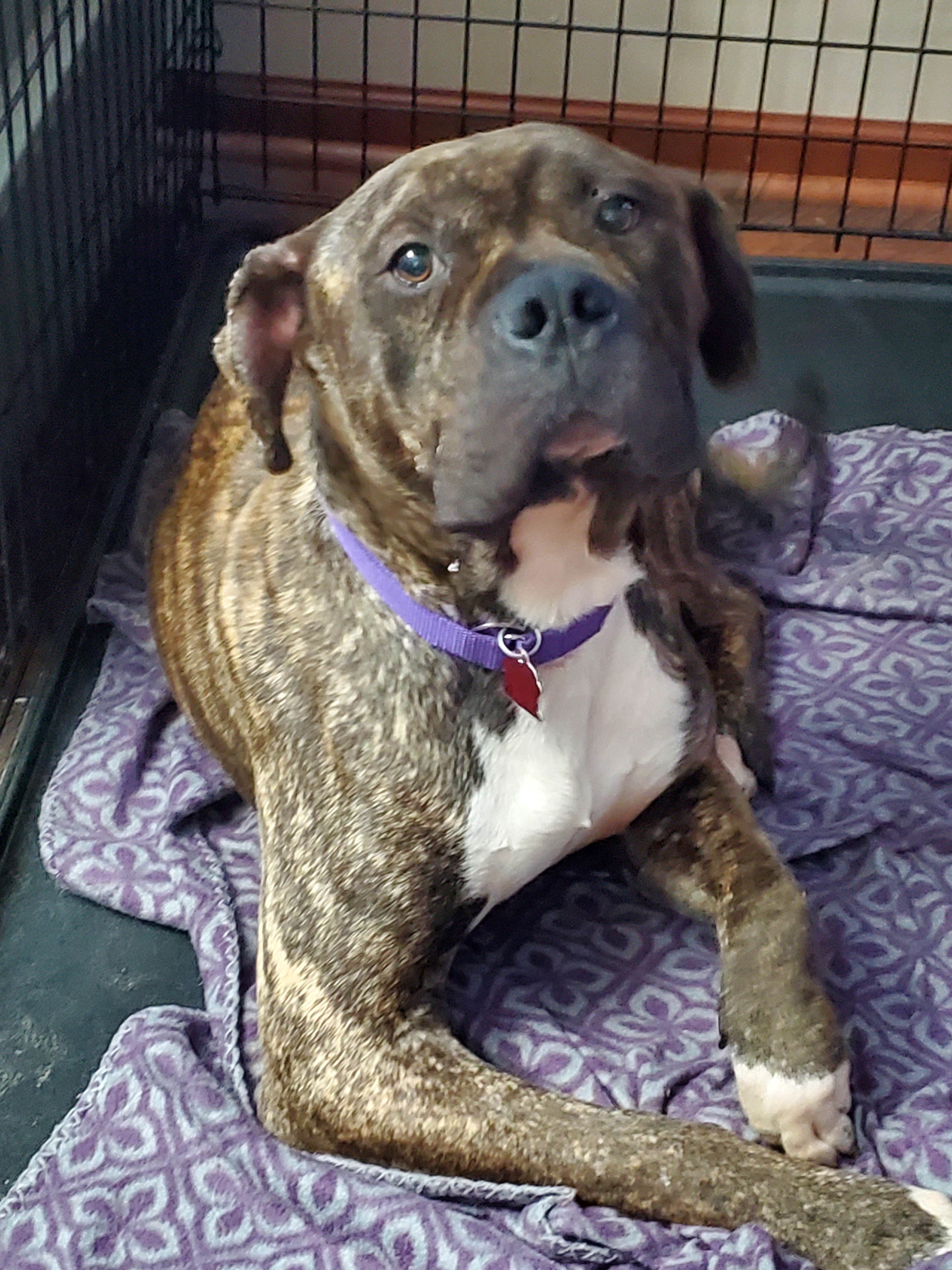 Riggs, a Adoptable mixed breed in Lindstrom , MN image 4/12