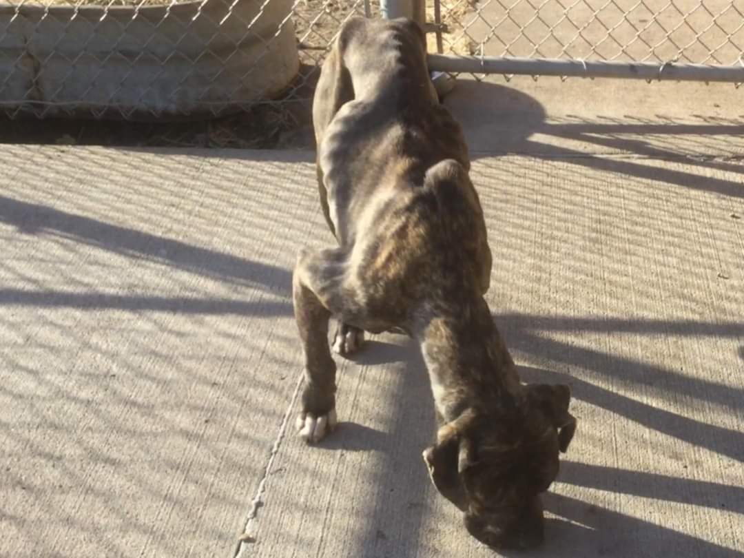 Riggs, a Adoptable mixed breed in Lindstrom , MN image 6/12