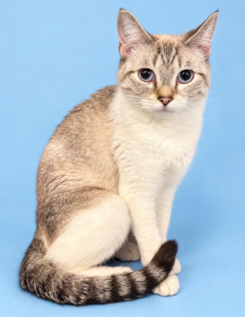 Enlarge Ellie, a Adoptable mixed breed in Rock Springs, WY image 2/2