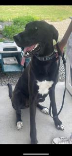 Enlarge Diego, a ADOPTABLE Great Dane in Towanda, PA image 1/1