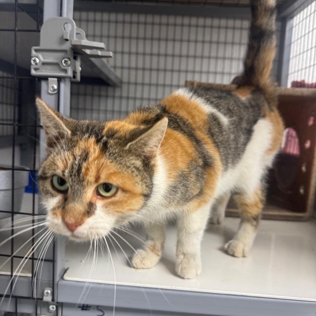 Kiwi, Adoptable, Adult Female Domestic Short Hair & Domestic Short Hair.