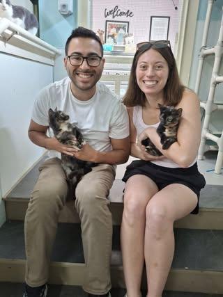 Tilly AND Wrenley, Adopted, Young Female Domestic Short Hair.