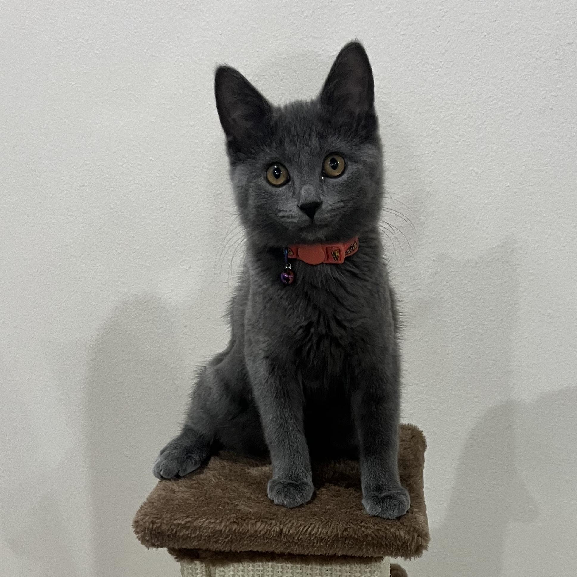 Nuda, adopted, Young Female Russian Blue.