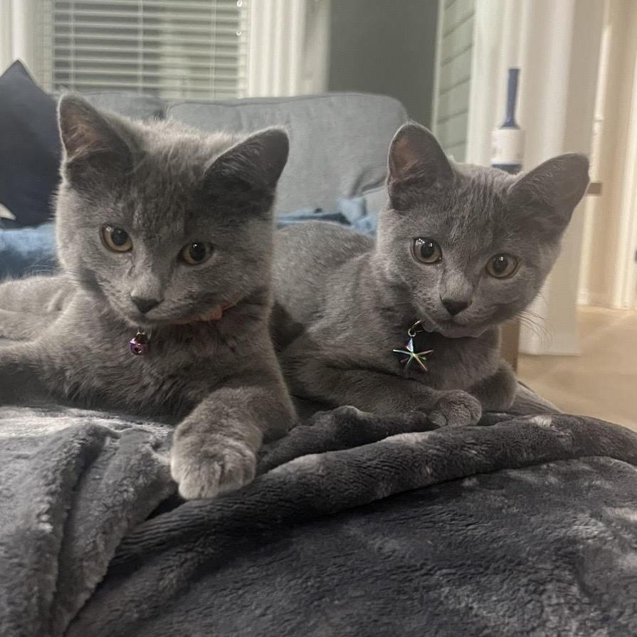 Nuda, an adopted Russian Blue in Bentonville, AR image 2/2
