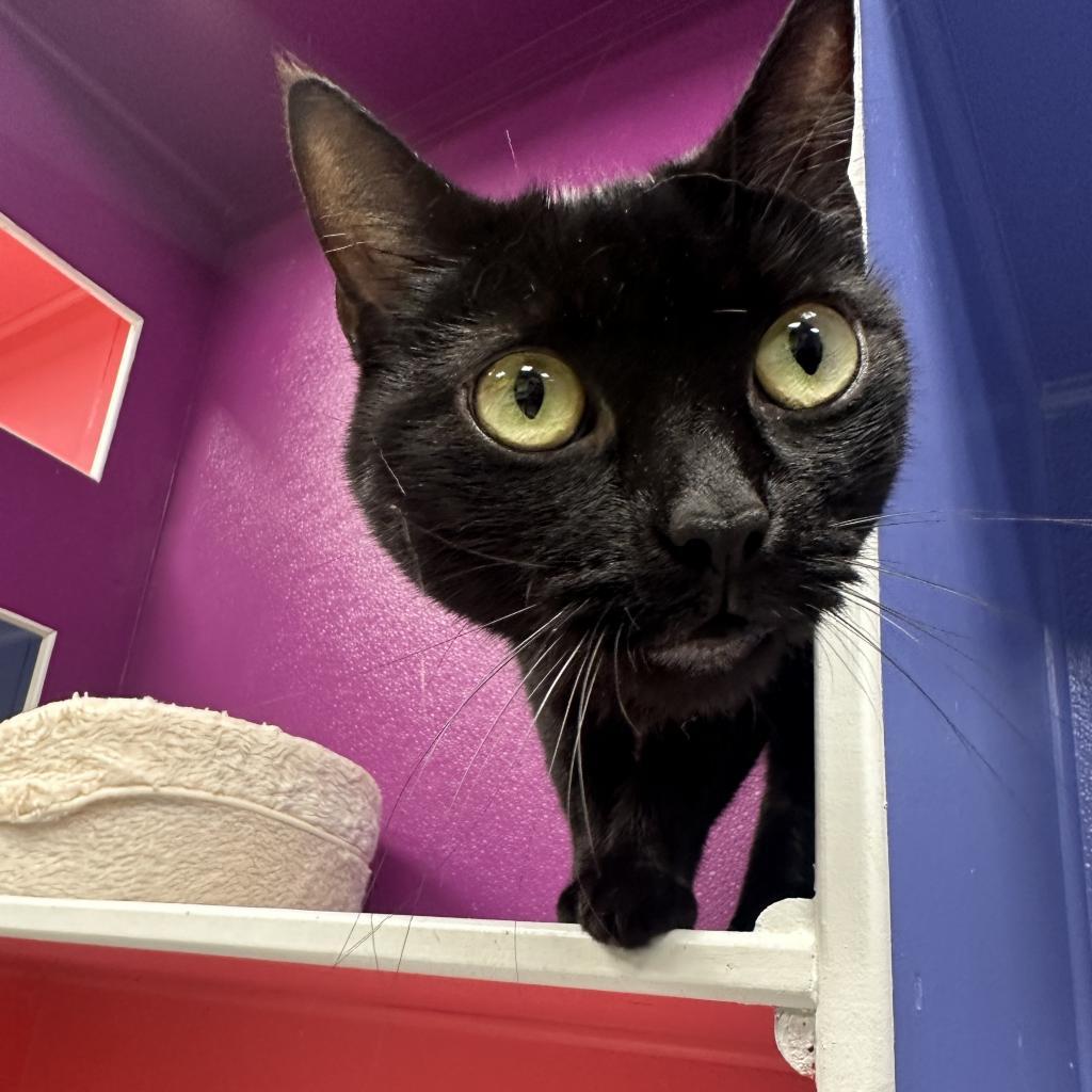 Enlarge Sabrina, a Adoptable American Shorthair in Lindenwold, NJ image 1/1