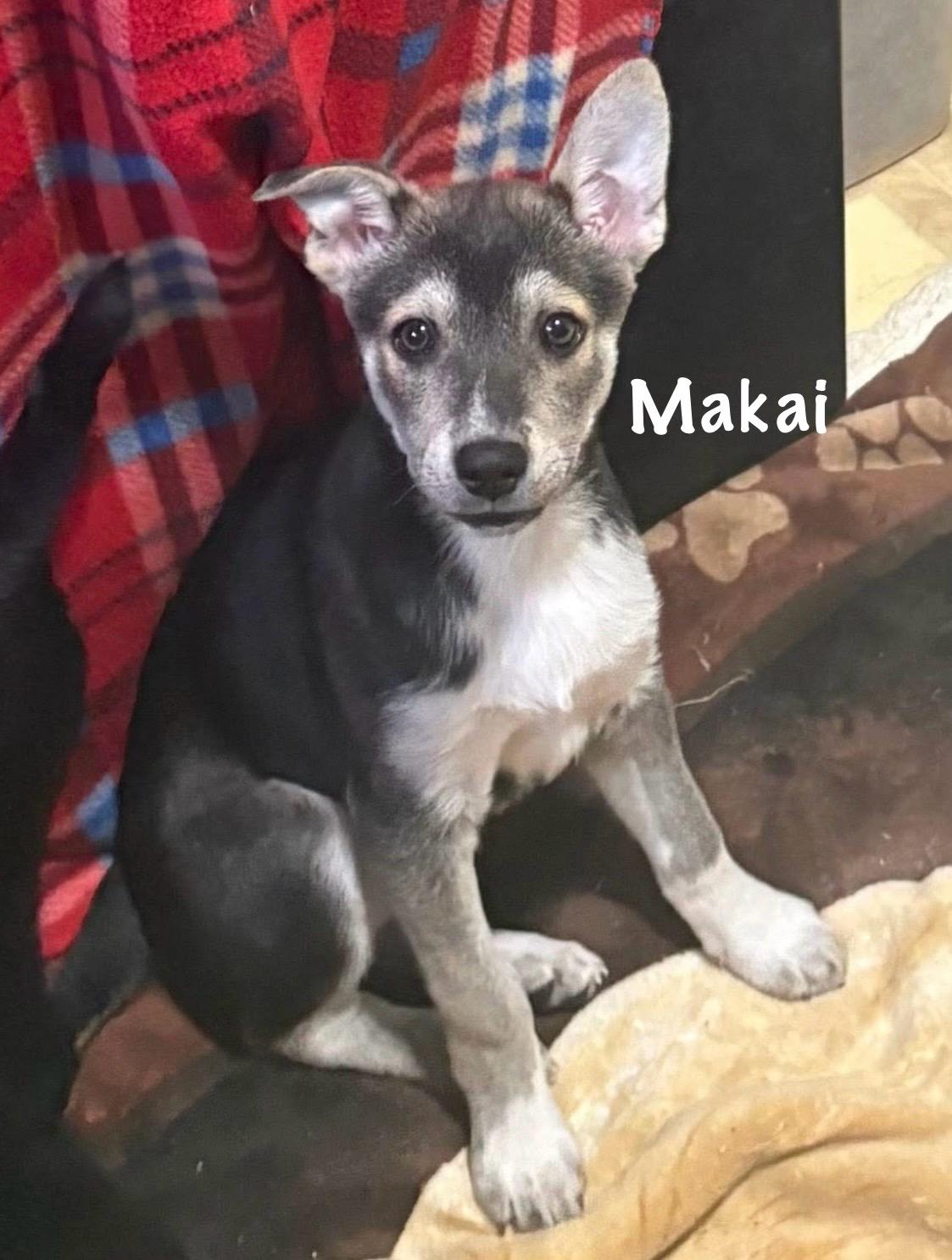 Stormi Girls , ADOPTABLE, Puppy Female Shepherd & Terrier.