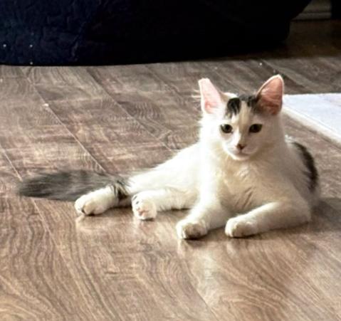 Enlarge Uno, a Adoptable Domestic Medium Hair in Converse, TX image 2/3