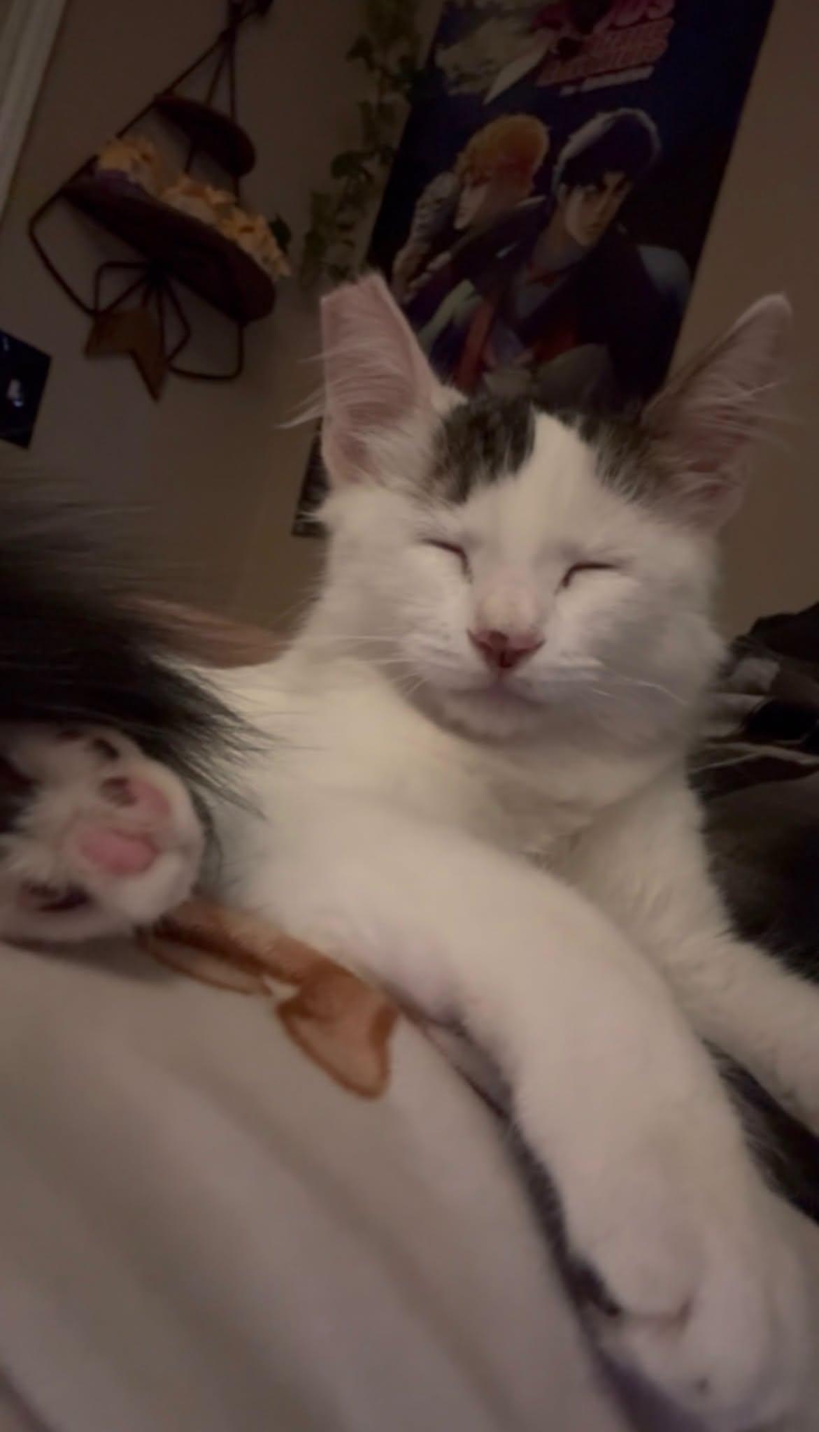 Enlarge Uno, a Adoptable Domestic Medium Hair in Converse, TX image 1/3