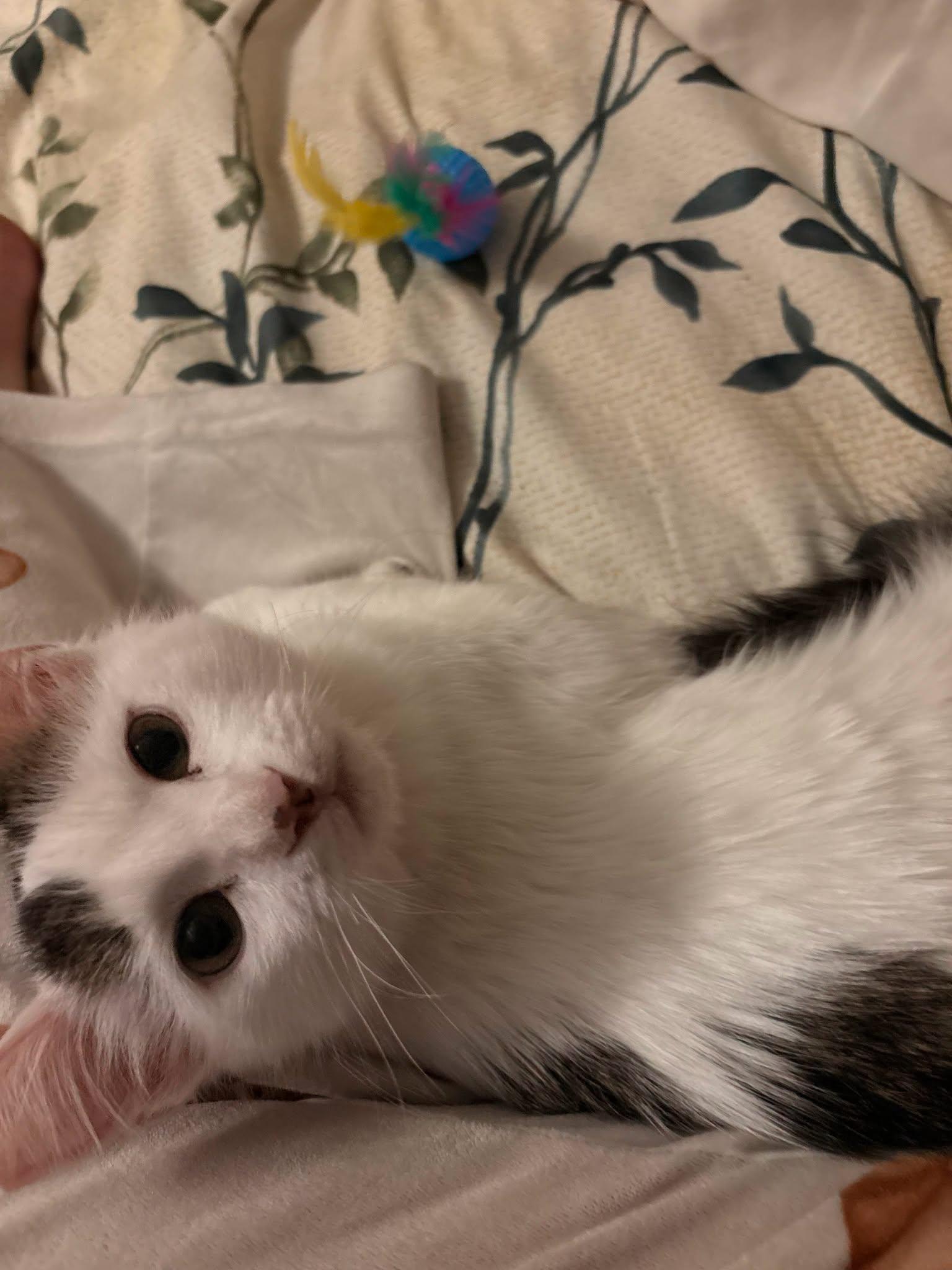 Enlarge Uno, a Adoptable Domestic Medium Hair in Converse, TX image 3/3