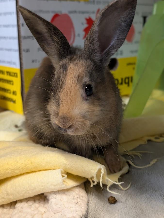 Morning, Baby Male Bunny Rabbit