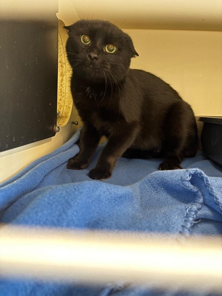 Enlarge Working Cat: Icee, a Adoptable mixed breed in Bloomington, IN image 1/1