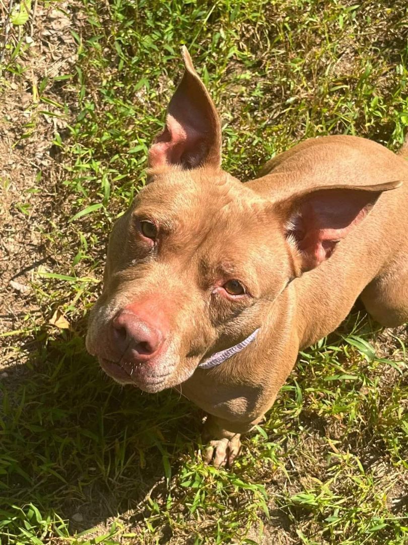 Enlarge Princess, a Adoptable mixed breed in Bloomfield, CT image 1/4