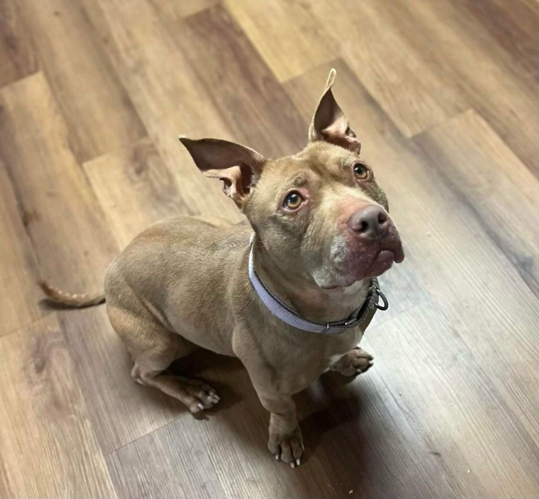 Enlarge Princess, a Adoptable mixed breed in Bloomfield, CT image 2/4