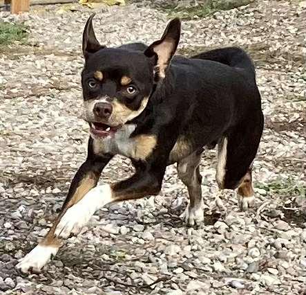 Enlarge Rowdy, a Adoptable mixed breed in Polson, MT image 1/4