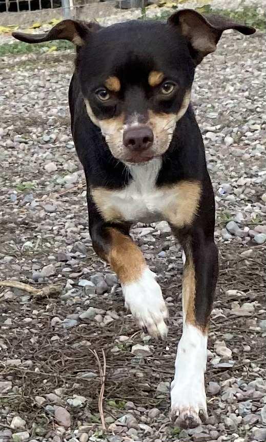 Enlarge Rowdy, a Adoptable mixed breed in Polson, MT image 2/4