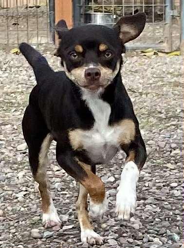 Enlarge Rowdy, a Adoptable mixed breed in Polson, MT image 3/4