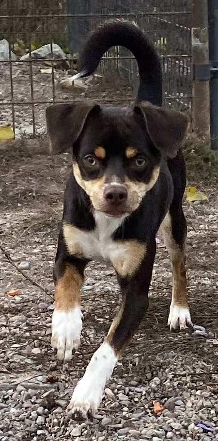 Enlarge Rowdy, a Adoptable mixed breed in Polson, MT image 4/4