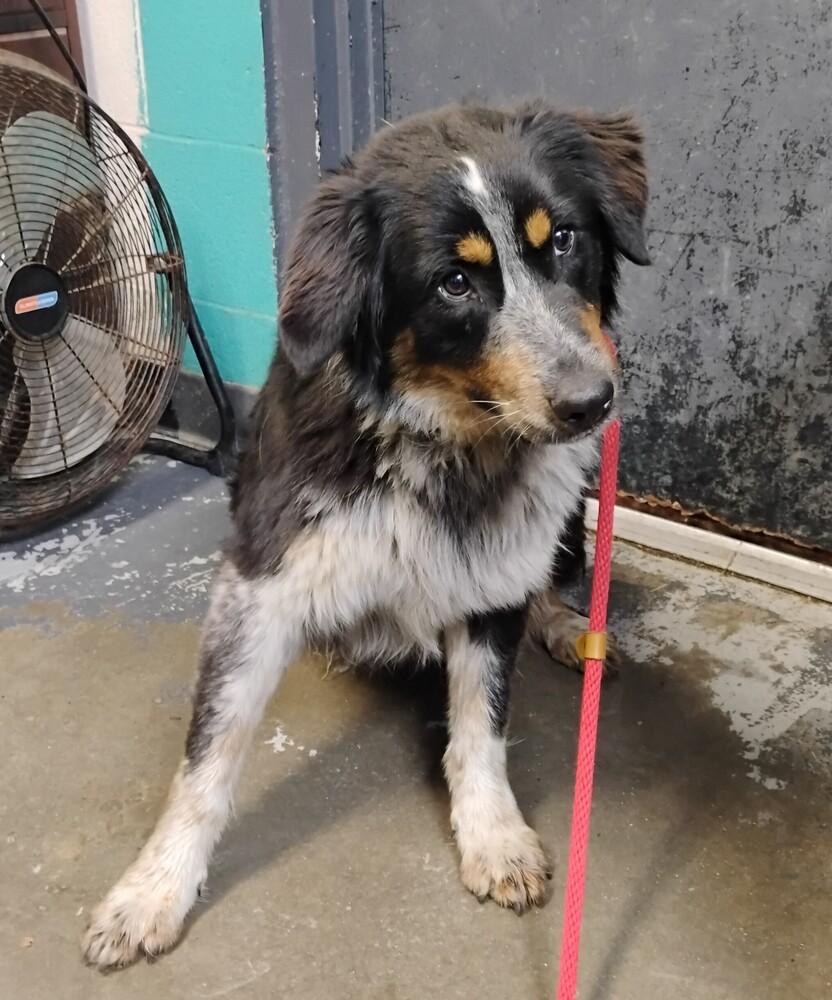 Ferris #70, Adoptable, Young Male Australian Shepherd.