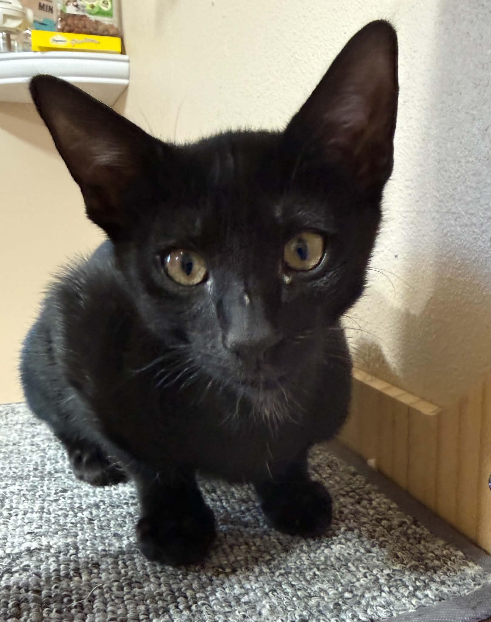 Enlarge Beaker, a Adoptable Domestic Short Hair in Tehachapi, CA image 3/6