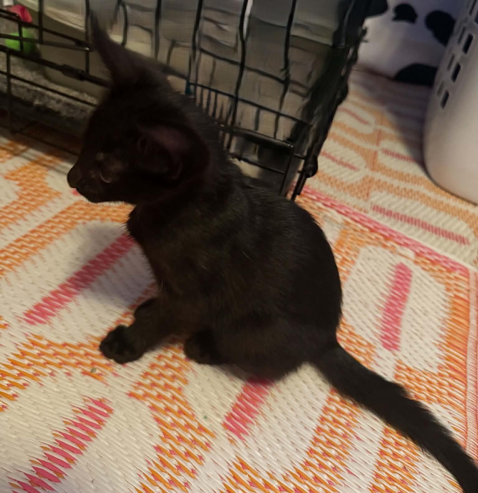 Enlarge Beaker, a ADOPTABLE Domestic Short Hair in Tehachapi, CA image 3/4