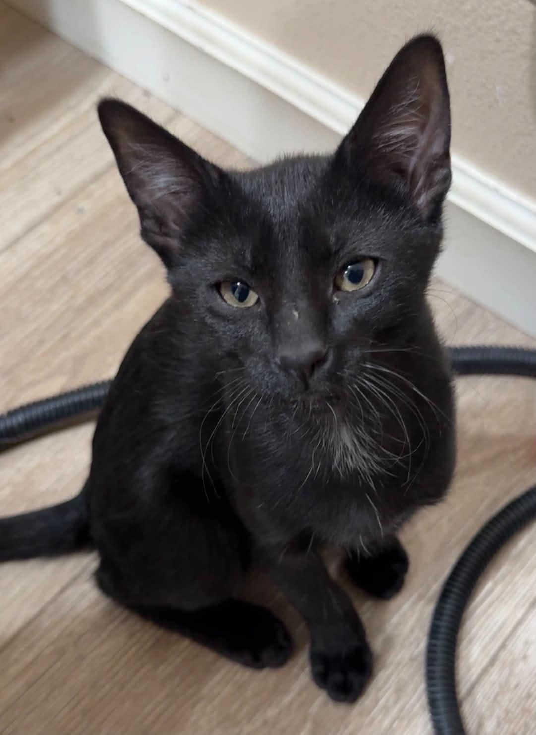 Enlarge Beaker, a Adoptable Domestic Short Hair in Tehachapi, CA image 4/6