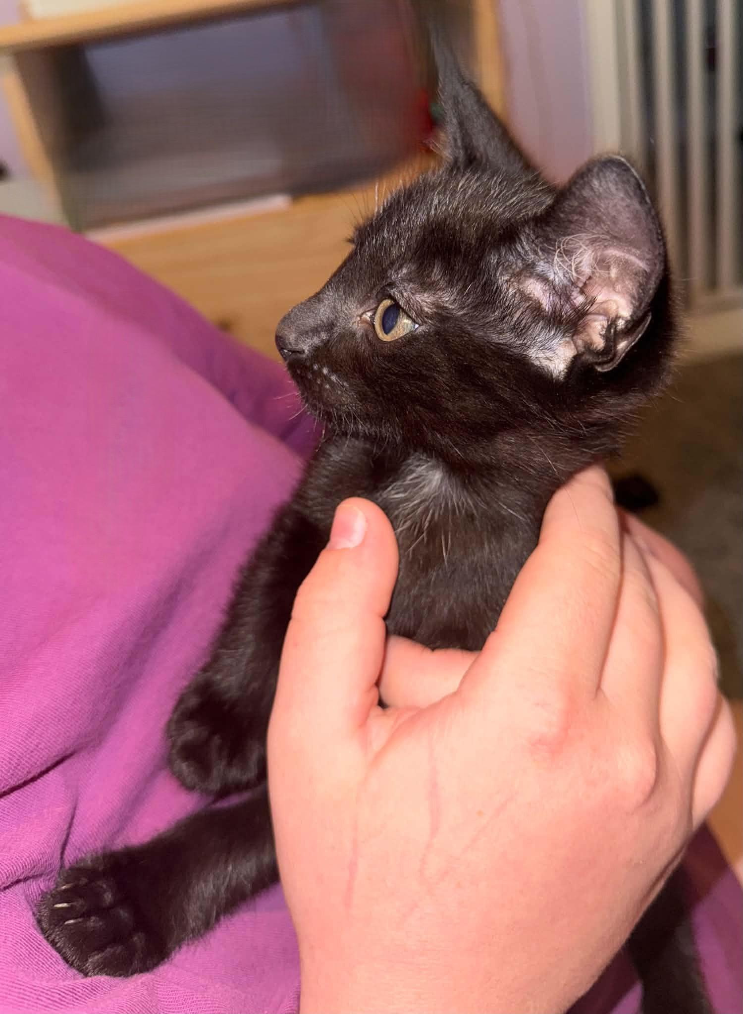 Enlarge Beaker, a ADOPTABLE Domestic Short Hair in Tehachapi, CA image 4/4