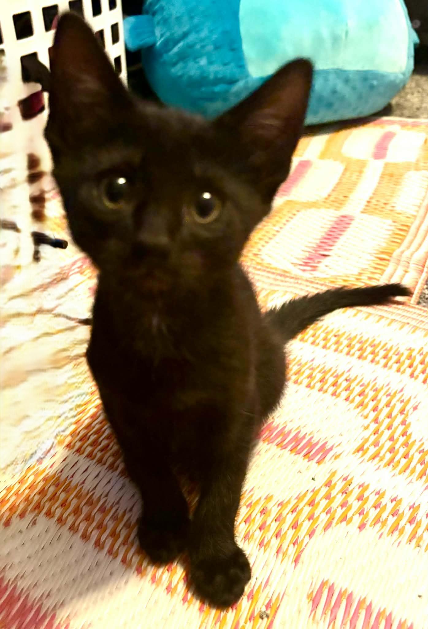 Enlarge Beaker, a ADOPTABLE Domestic Short Hair in Tehachapi, CA image 2/4