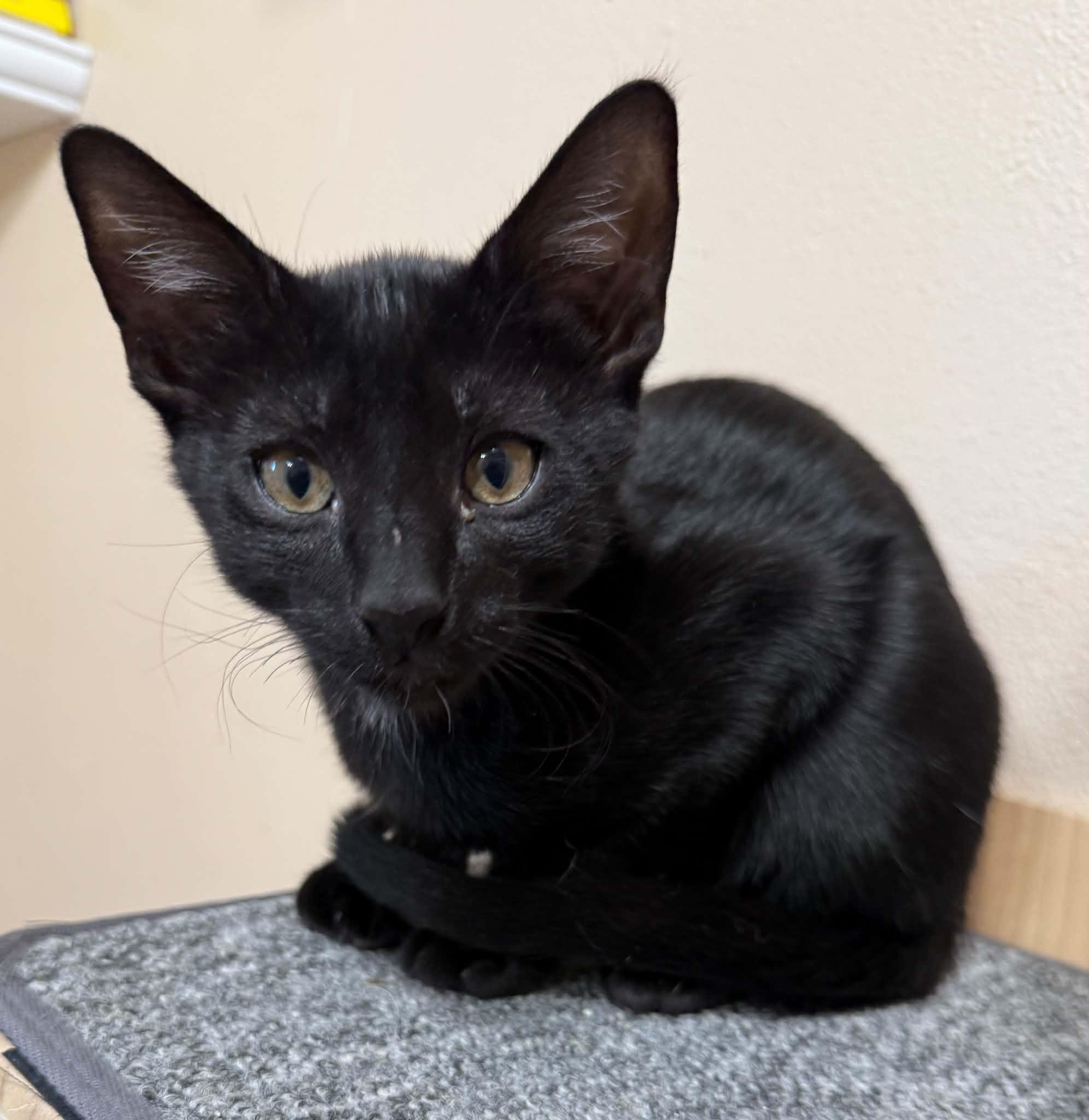Enlarge Beaker, a Adoptable Domestic Short Hair in Tehachapi, CA image 2/6