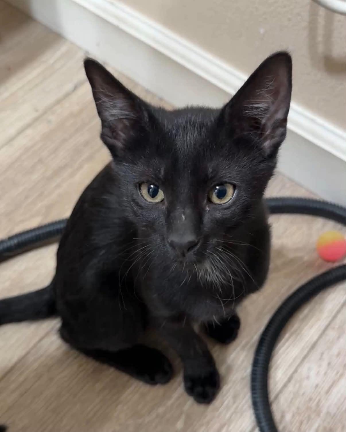 Enlarge Beaker, a Adoptable Domestic Short Hair in Tehachapi, CA image 1/6