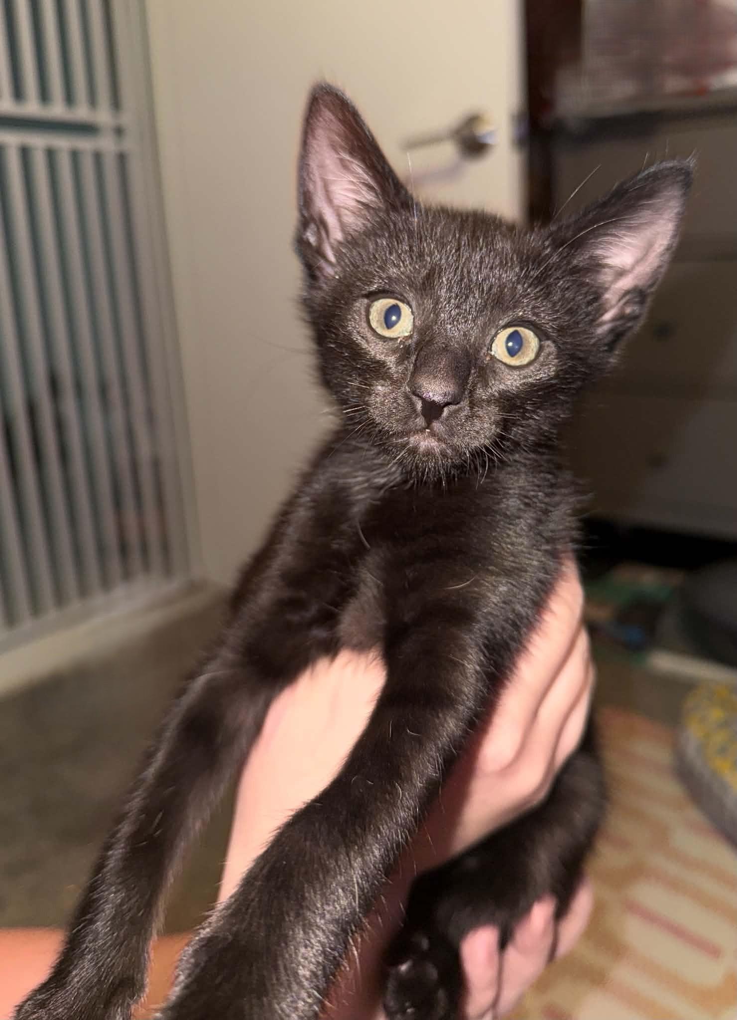 Enlarge Beaker, a ADOPTABLE Domestic Short Hair in Tehachapi, CA image 1/4